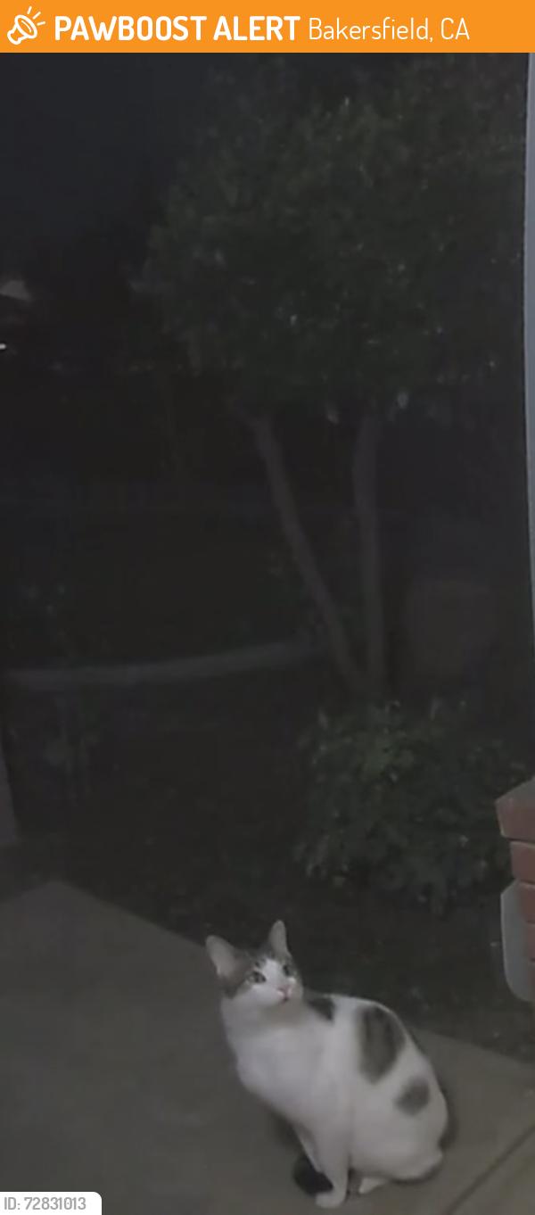 Found/Stray Unknown Cat last seen Coffee & hageman , Bakersfield, CA 93308