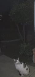 Found/Stray Unknown Cat last seen Coffee & hageman , Bakersfield, CA 93308