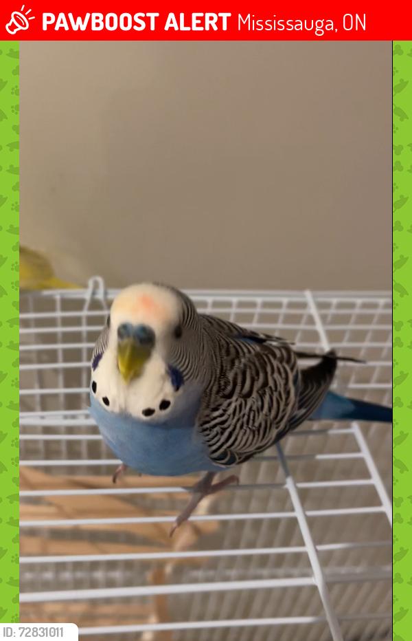 Lost Male Bird last seen Bristol Rd West , Middleport Crescent, Mississauga, Mississauga, ON 