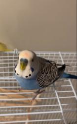Lost Male Bird last seen Bristol Rd West , Middleport Crescent, Mississauga, Mississauga, ON 