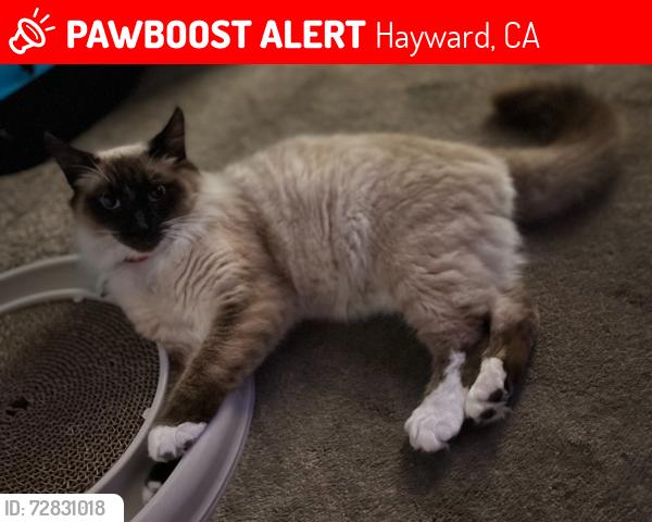 Lost Male Cat last seen 2nd st Hayward ca by Hayward high school , Hayward, CA 94541