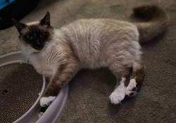 Lost Male Cat last seen 2nd st Hayward ca by Hayward high school , Hayward, CA 94541