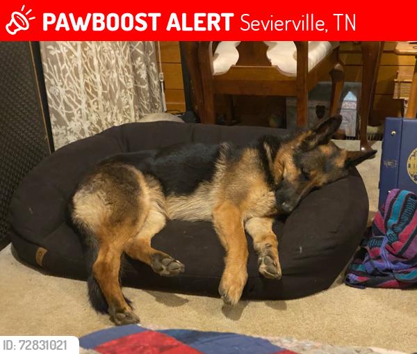 Lost Male Dog last seen Richardson cove , Sevierville, TN 37876