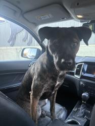 Found/Stray Female Dog last seen Near Kings Highway Carwoola , Carwoola, NSW 2620