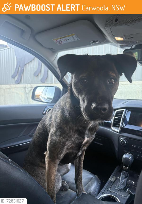 Found/Stray Female Dog last seen Near Kings Highway Carwoola , Carwoola, NSW 2620