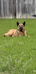 Lost Unknown Dog last seen Glassboro Circle by Colorado lane , Arlington, TX 76015