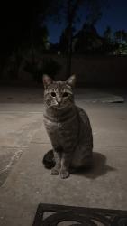 Found/Stray Unknown Cat last seen Hanna Ave, Los Angeles, CA 91311