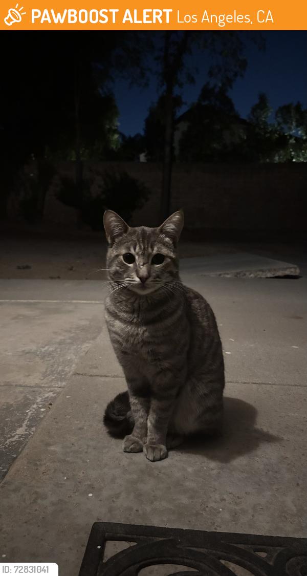 Found/Stray Unknown Cat last seen Hanna Ave, Los Angeles, CA 91311