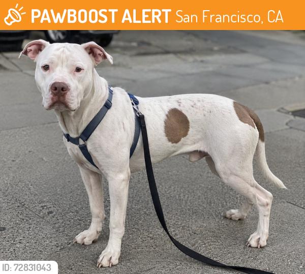 Found/Stray Unknown Dog last seen Fredrick, San Francisco, CA 94117