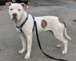 Found/Stray Unknown Dog last seen Fredrick, San Francisco, CA 94117