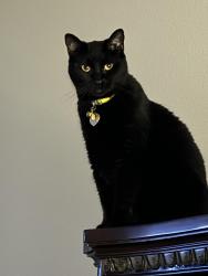 Lost Male Cat last seen Redland rd and 1604, San Antonio, TX 78259