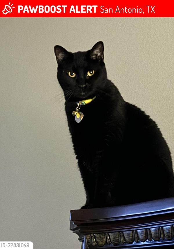 Lost Male Cat last seen Redland rd and 1604, San Antonio, TX 78259