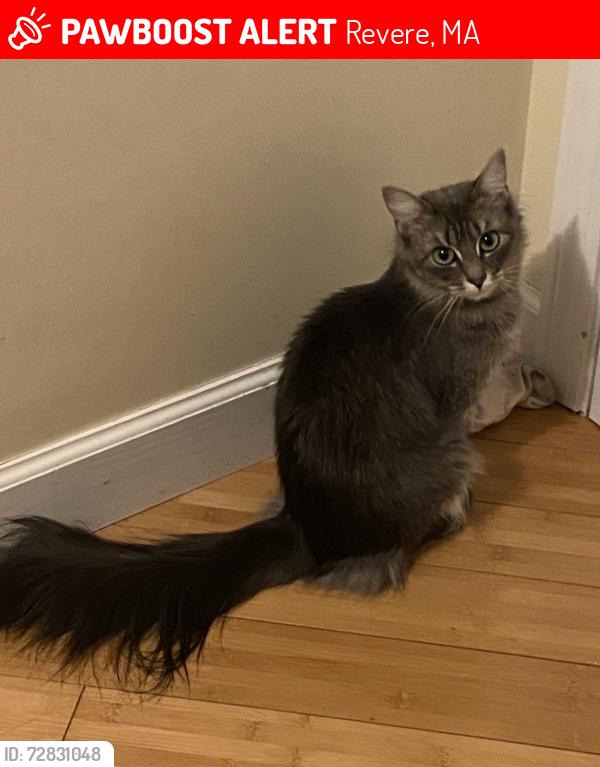 Lost Female Cat last seen Vera st, Revere, MA 02151