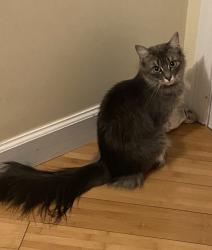 Lost Female Cat last seen Vera st , Revere, MA 02151