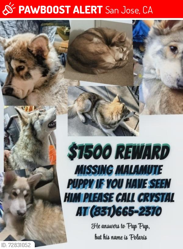 Lost Male Dog last seen White road, San Jose, CA 95127