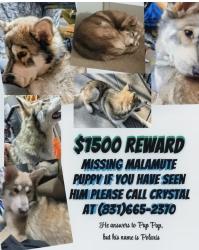 Lost Male Dog last seen White road , San Jose, CA 95127