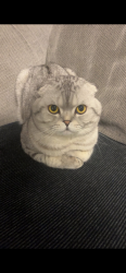 Lost Male Cat last seen Wendy’s , Kingston upon Hull, England HU8 9SP