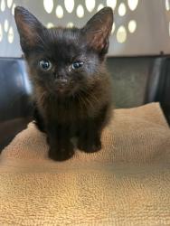 Shelter Stray Female Cat last seen Bexar County, New Braunfels, TX 78130