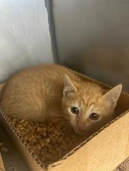Shelter Stray Male Cat last seen Bexar County, New Braunfels, TX 78130