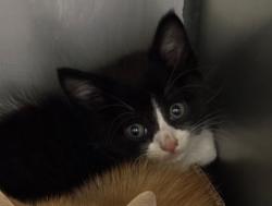 Shelter Stray Male Cat last seen Bexar County, New Braunfels, TX 78130