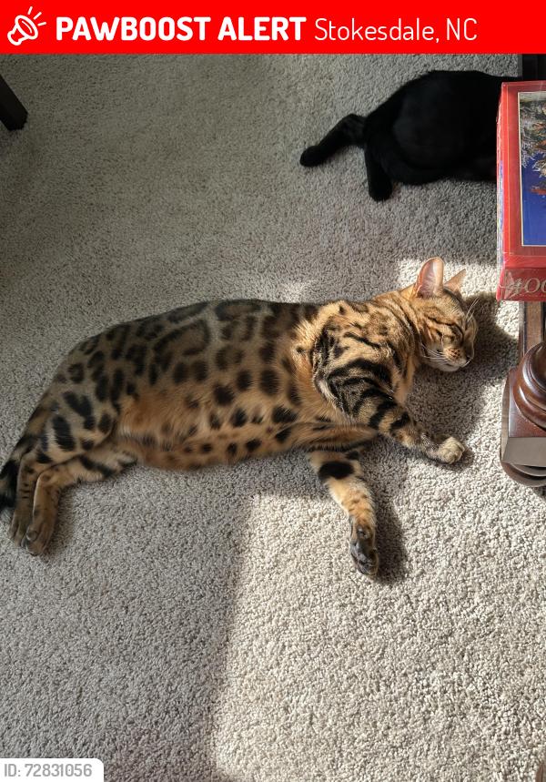 Lost Male Cat last seen Colly Farm Community , Stokesdale, NC 27357