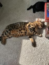 Lost Male Cat last seen Colly Farm Community , Stokesdale, NC 27357