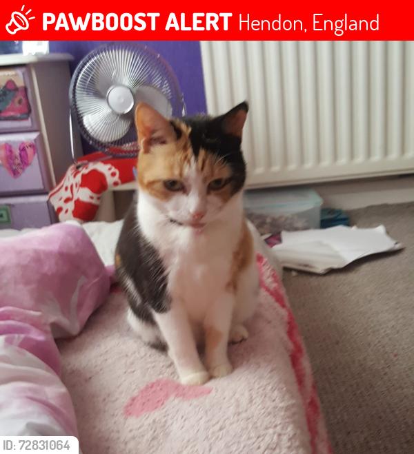 Lost Female Cat last seen Hendon Sunderland , Hendon, England 