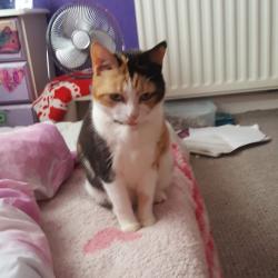 Lost Female Cat last seen Hendon Sunderland , Hendon, England 