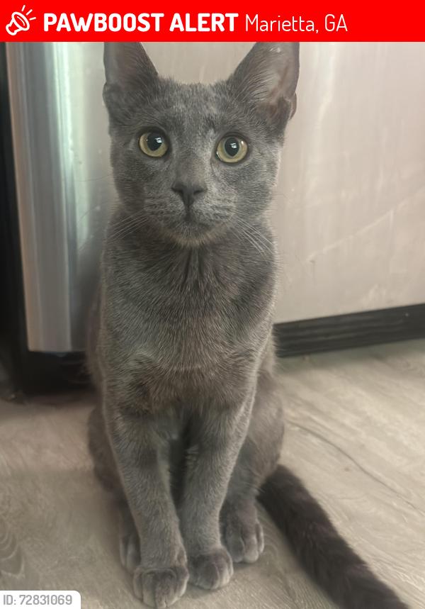 Lost Male Cat last seen Cheatham springs, Marietta, GA 30064