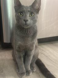 Lost Male Cat last seen Cheatham springs, Marietta, GA 30064