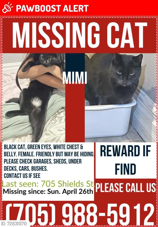Lost Female Cat last seen Shields street and Connaugt Avenue, Greater Sudbury, ON P3E