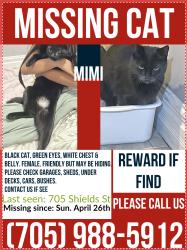 Lost Female Cat last seen Shields street and Connaugt Avenue, Greater Sudbury, ON P3E