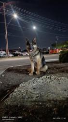 Found/Stray Male Dog last seen 4th Ave & Court St.Pasco at the Cococo gas station , Pasco, WA 99301