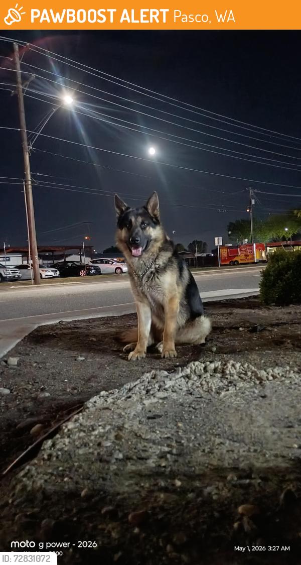 Found/Stray Male Dog last seen 4th Ave & Court St.Pasco at the Cococo gas station , Pasco, WA 99301