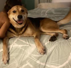 Lost Female Dog last seen Muriel Street, Redland Bay, QLD 4165