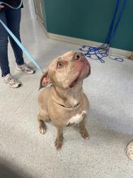 Found/Stray Female Dog last seen Near Rosebud Road, Loganville, GA 30052