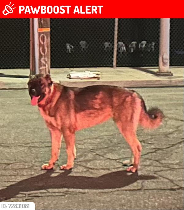 Lost Male Dog last seen Shaw and El Capitan, Mariposa County, CA 95389