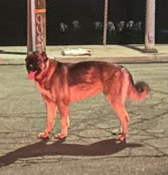Lost Male Dog last seen Shaw and El Capitan, Mariposa County, CA 95389
