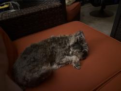 Found/Stray Female Dog last seen Glade and Main st, Euless, TX 76039