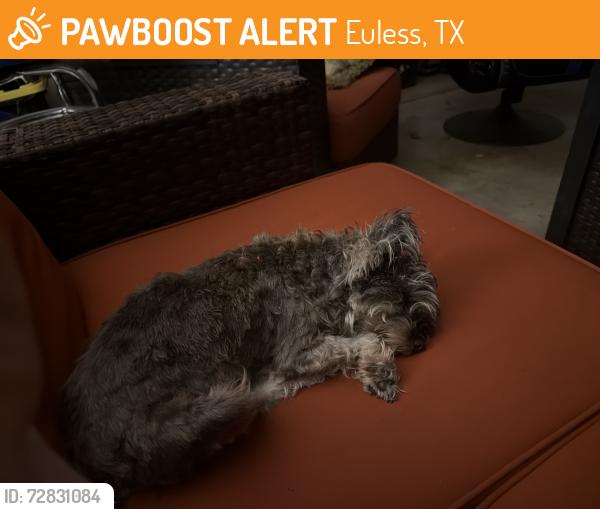 Found/Stray Female Dog last seen Glade and Main st, Euless, TX 76039