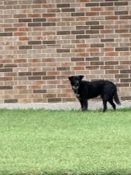 Found/Stray Male Dog last seen SE Gardens and Lisa Burleson, TX, Burleson, TX 76028