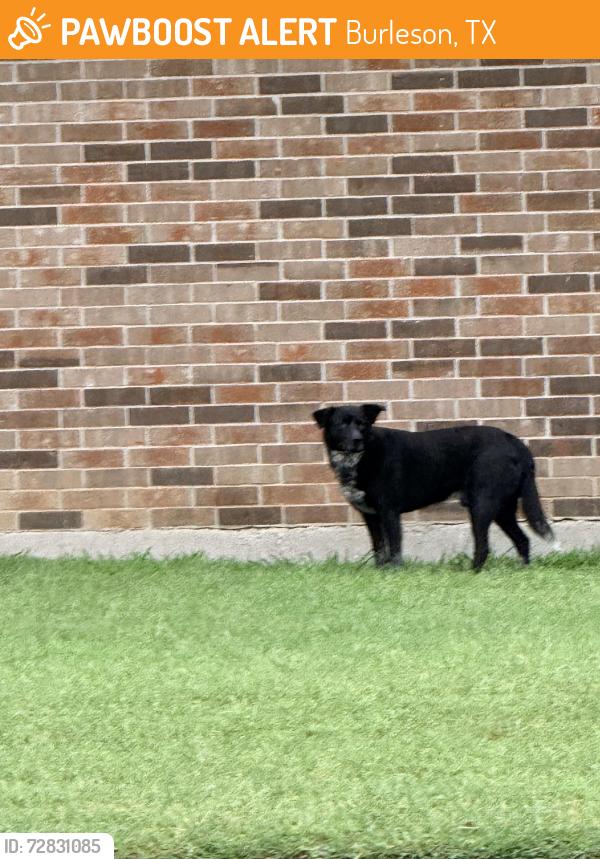 Found/Stray Male Dog last seen SE Gardens and Lisa Burleson, TX, Burleson, TX 76028