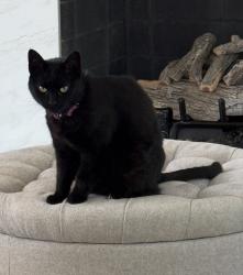 Lost Female Cat last seen Providence and Edgemont road , Charlotte, NC 28211