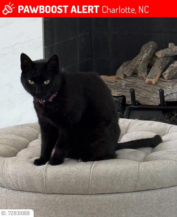 Lost Female Cat last seen Providence and Edgemont road , Charlotte, NC 28211