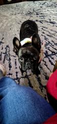 Lost Female Dog last seen Fielding/Sawyer, Detroit, MI 48228