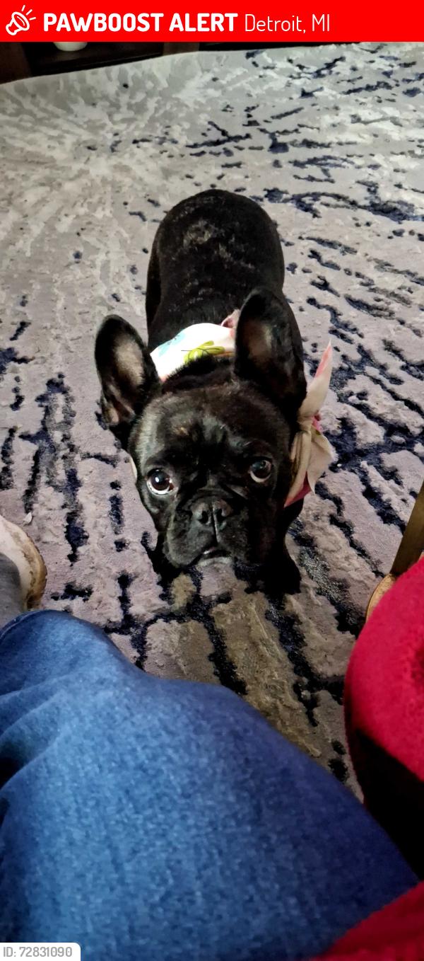 Lost Female Dog last seen Fielding/Sawyer, Detroit, MI 48228