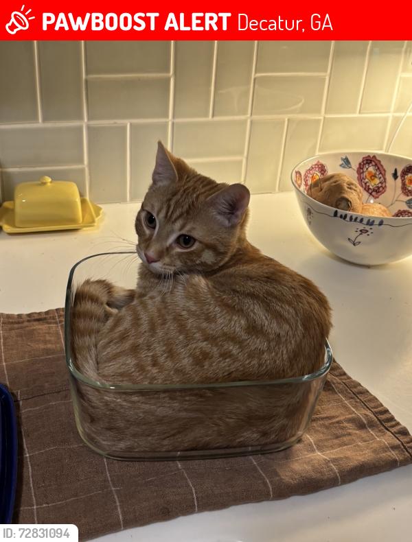 Lost Male Cat last seen Candler street, Decatur, GA 30030