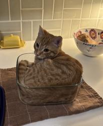Lost Male Cat last seen Candler street, Decatur, GA 30030