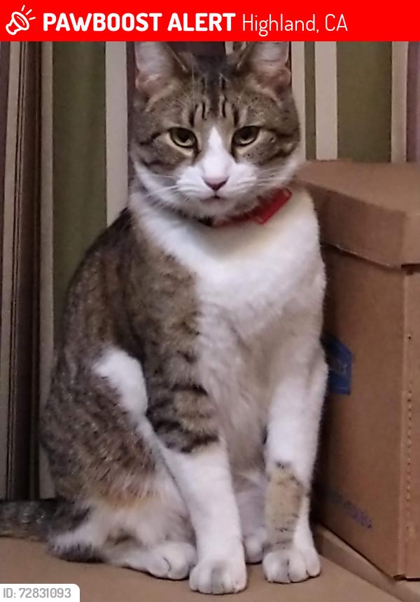 Lost Male Cat last seen Fiesta Hills Mobile  Park , Highland, CA 92346