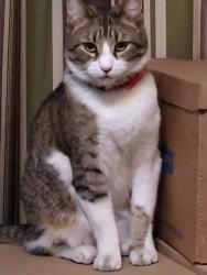Lost Male Cat last seen Fiesta Hills Mobile  Park , Highland, CA 92346